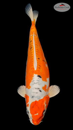 Heisei Nishiki 14 inches [EA6-11525-21]