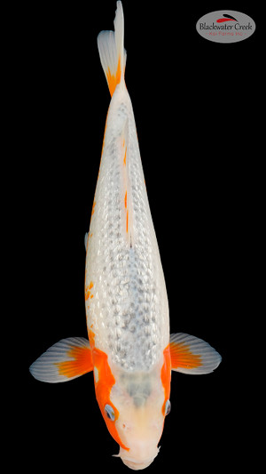 Asagi 15 inches [EA9-11525-28]