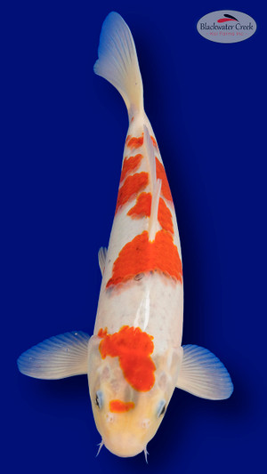 Goromo 15 inches [EA9-11525-32]