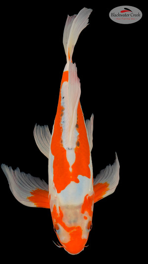 Shusui 16 inches [EB1-11525-40 ]