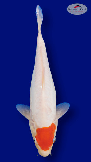 Doitsu Tancho 13 inches [EB1-11525-43 ]