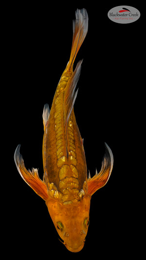 Doitsu Gin Rin Chagoi 13 inches [EB6-11525-45]