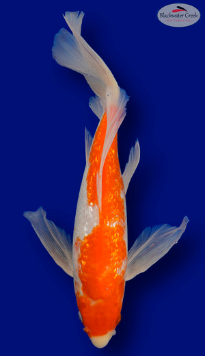 Gin Rin Kohaku 16 inches [EB6-11525-50 ]