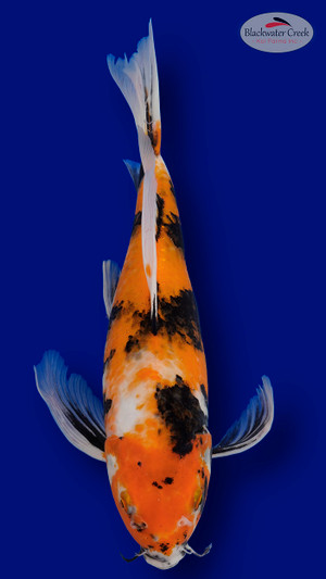 Showa 15 inches [EB6-11525-51 ]