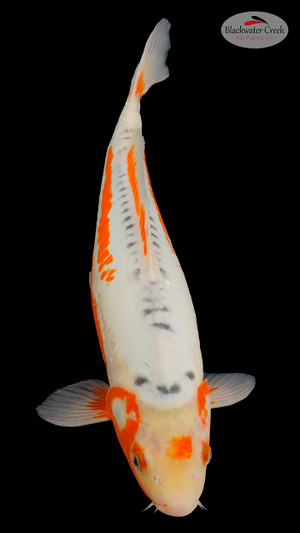 Shusui 19 inches [EB7-11525-58 ]