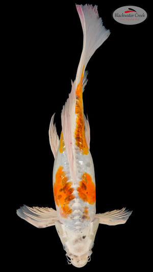 Kohaku 17 inches [EB10-11525-69] - Blackwater Creek Koi Farms