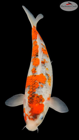 Kohaku 17 inches [EB10-11525-69] - Blackwater Creek Koi Farms