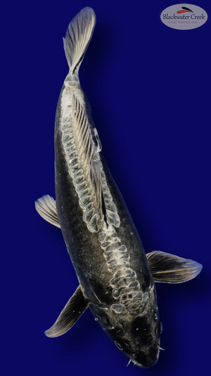 Kohaku 17 inches [EB10-11525-69] - Blackwater Creek Koi Farms