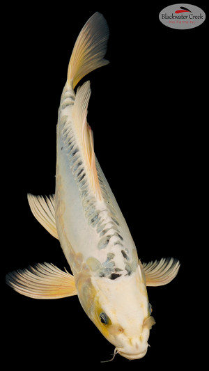 Kikokuryu 13 inches [EB11-11525-72]