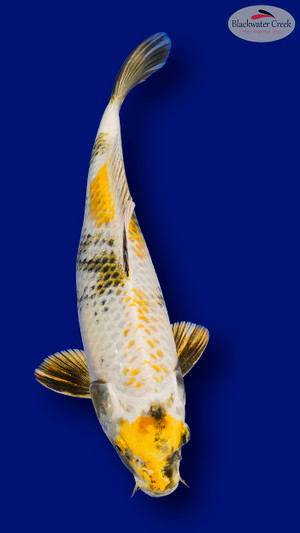 Kin Ki Showa 13 inches [EB11-11525-75]