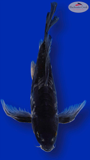 Doitsu Ochiba 15 inches [EB11-11525-77]