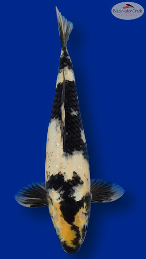 Shiro Utsuri 15 inches [EC3-11525-82]