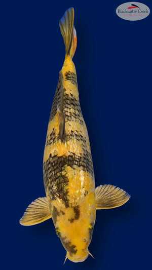 Gin Rin Kin Ki Utsuri 15 inches [EC3-11525-83]