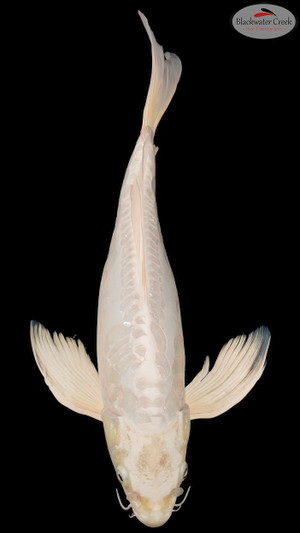 Doitsu Platinum 16 inches [EC3-11525-86]