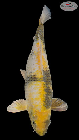 Ki Utsuri 15 inches [EC5-11525-90]