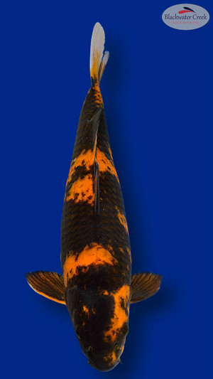 Hi Utsuri 17 inches [EC5-11525-91]