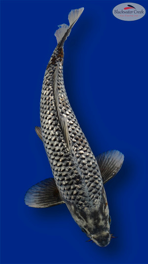 Matsukawabake 19 inches [EC5-11525-93]