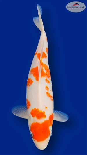 Kohaku 15 inches [EC8-11525-97]