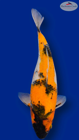 Showa 15 inches [EC8-11525-98]