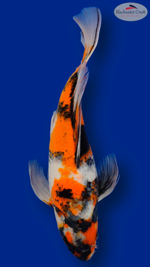 Showa 14 inch [EC8-11525-99]