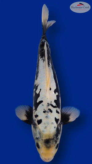 Kumonryu 16 inches [EC10-11525-106]