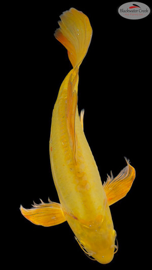 Doitsu Golddust Chagoi 15 inches [EC10-11525-107]