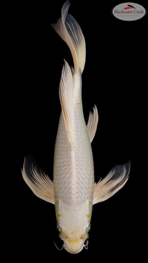 Platinum 13 inches [EC10-11525-108]