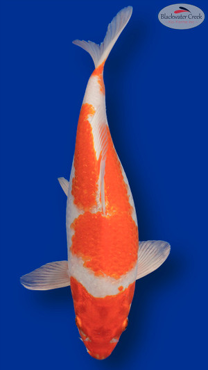 Hariwake 12 inches [EC11-11525-113]