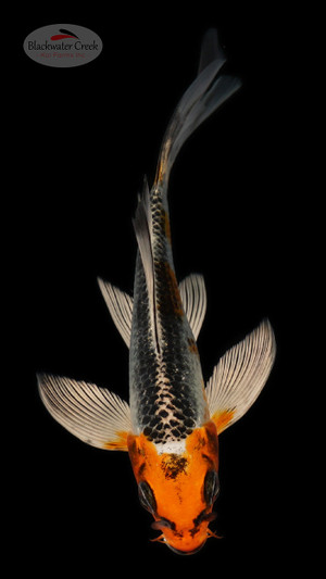 Kujaku 4-5 inches [B25-T15-1]