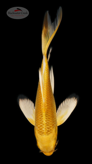 Yamabuki 4-5 inches [B25-T15-2]