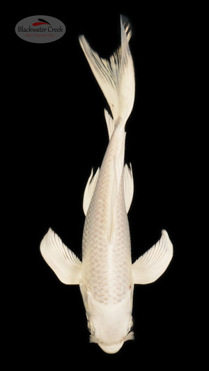 Platinum 4-5 inches [B25-T15-5]