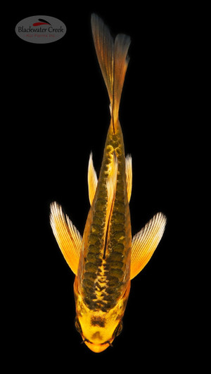 Doitsu Matsuba 3-4 inches [B25-T26-2]