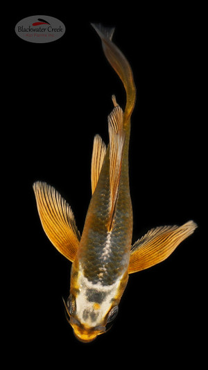 Kujaku 4-5 inches [B25-T26-6]