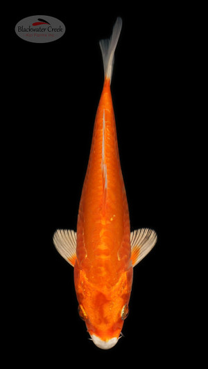 Doitsu Orenji 5-6 inches [B25-T26-8]