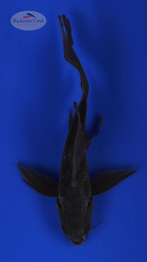 Karasu 5-6 inches [B25-T26-9]