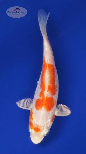 Doitsu Kohaku 4-5 inches [B25-T26-10]