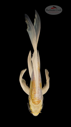 Doitsu Yamabuki 6-7 inches [B25-T59-5]