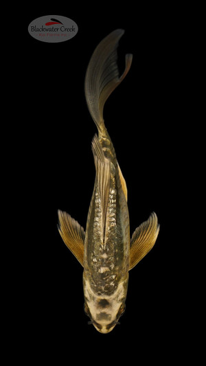 Kikokuryu 5-6 inches [B25-T59-7]