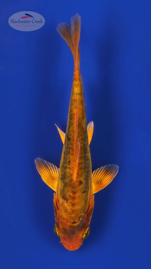 Doitsu Kawarigoi 4-5 inches [B25-T60-1]