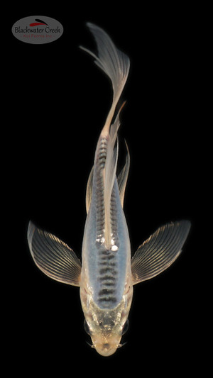 Blue Shui 4-5 inches [B25-T60-5]