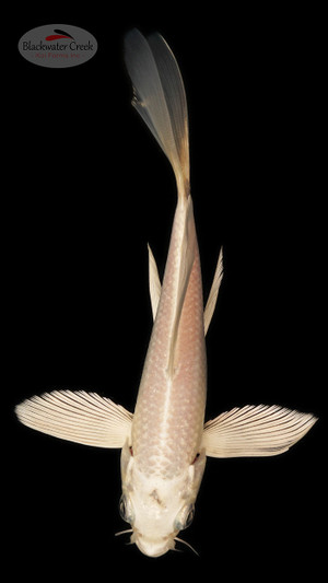 Platinum 5-6 inches [B25-T60-7]