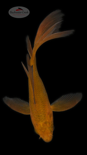 Chagoi 4-5 inches [B25-T61-2]