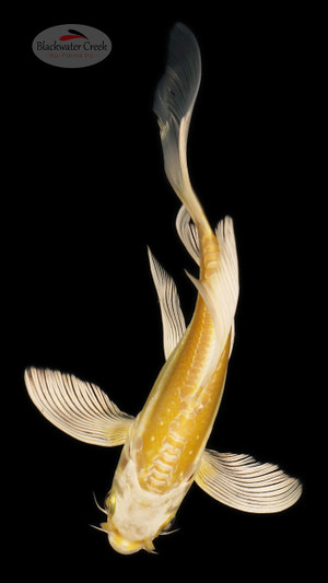 Doitsu Yamabuki 4-5 inches [B25-T61-4]