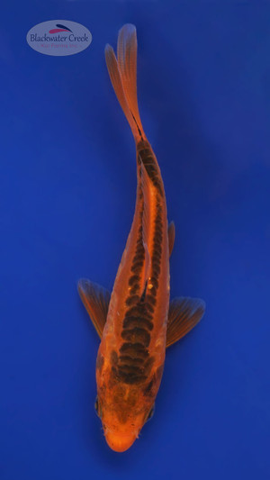 Shusui 4-5 inches [B25-T61-6]