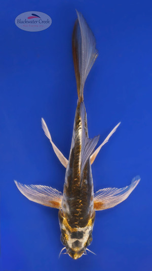 Kikokuryu 4-5 inches [B25-T61-7]