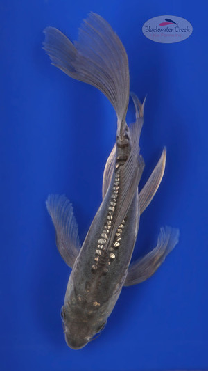 Doitsu Soragoi 6-7 inches [B25-T61-8]