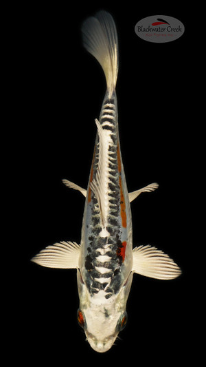 Beni Kikokuryu 4-5 inches [B25-T104-4]