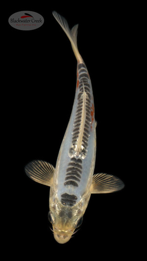 Kikokuryu 4-5 inches [B25-T104-6]