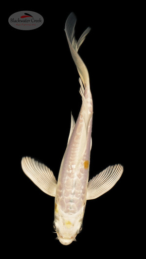 Doitsu Hariwake 4-5 inches [B25-T104-7]