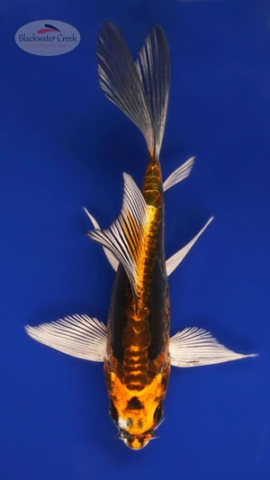 Kikokuryu 4-5 inches [B25-T104-9]